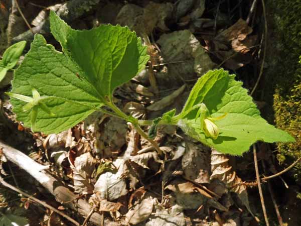Downy yellow violet - Viola pubescens - individual stems with flowers